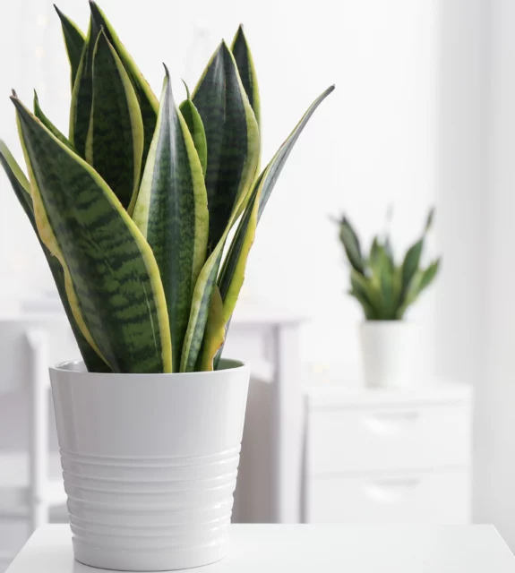 Sansevieria