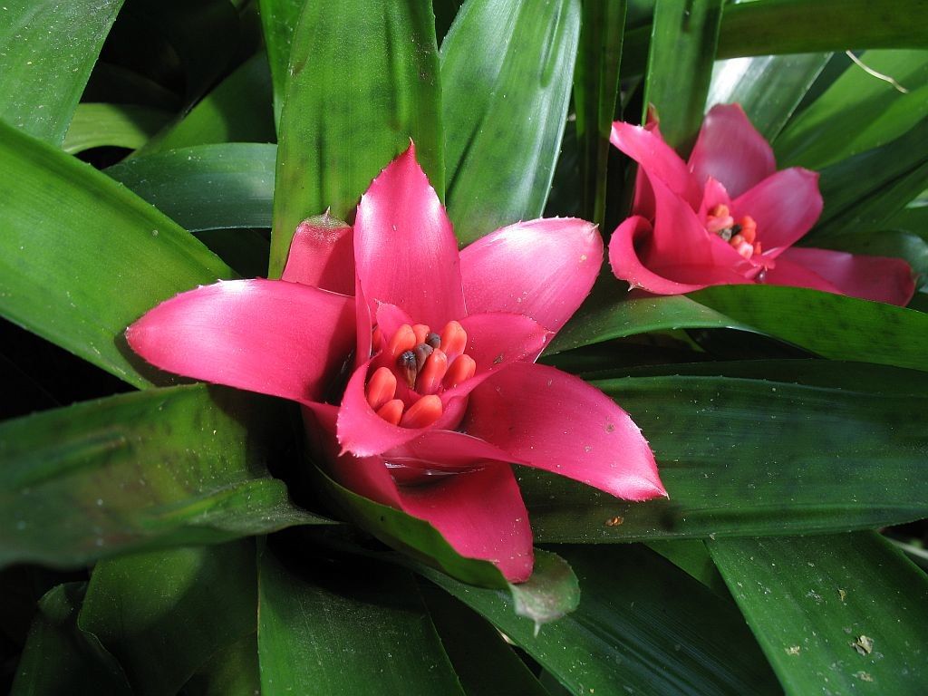 Nidularium, splendidi gioielli della famiglia delle Bromeliaceae ...