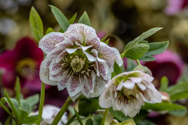 Ellebori in fioritura, un classico tra le sempreverdi da balcone in inverno