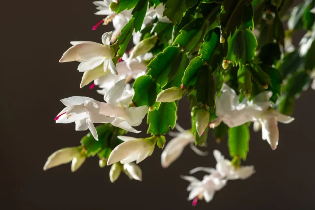 Schlumbergera a fiore bianco