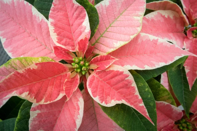 Stella di Natale a foglie screziate di rosa