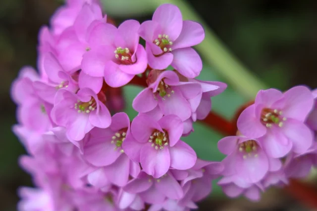 Fiori di Bergenia cordifolia