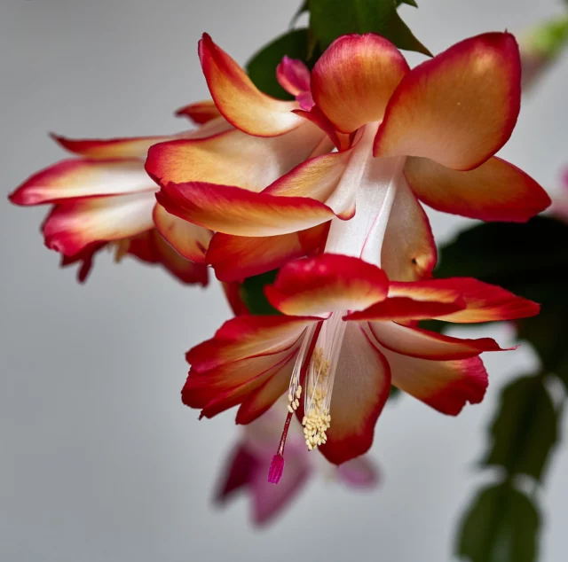 Fiore di Schlumbergera