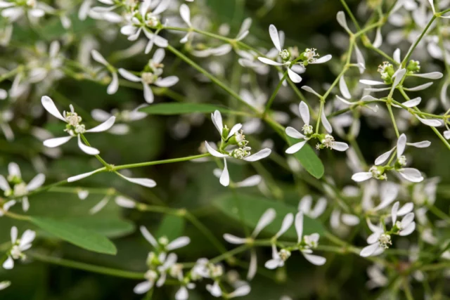 Euphorbia hypericifolia