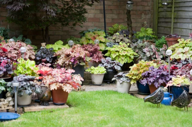 Giardino di tante varietÃ  di Heuchera in vaso 