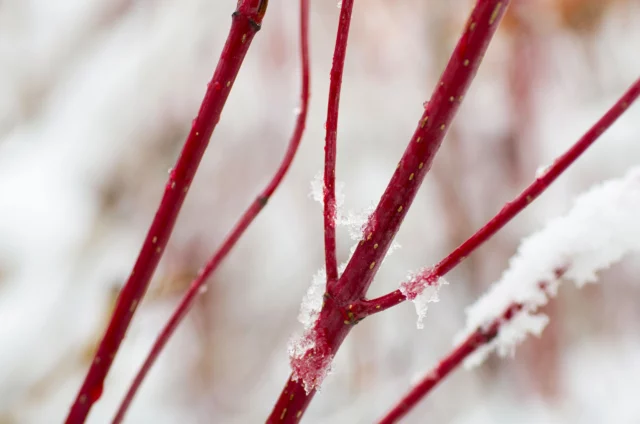 Dettaglio dei rami in inverno