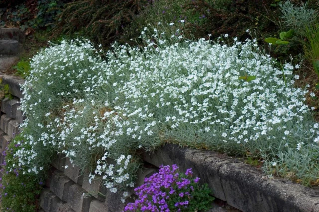 Cerastium tomentosum in fioritura