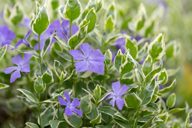 Vinca major 'Variegata': sempreverdi da balcone per l'inverno