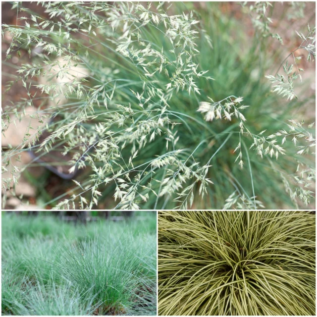 Collage Carex e Festuca ovina