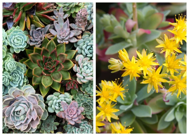 Succulente: sempreverdi da balcone per l'inverno