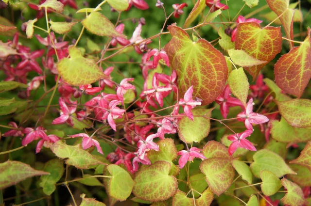 Una cultivar di Epimedium in fioritura