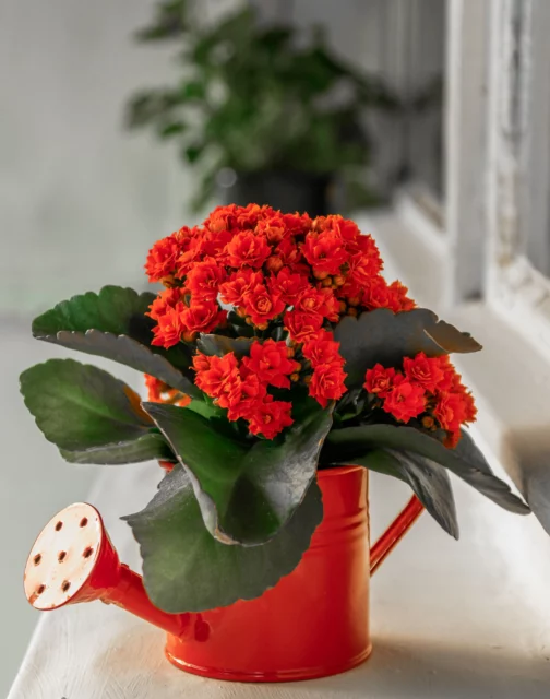 Kalanchoe 