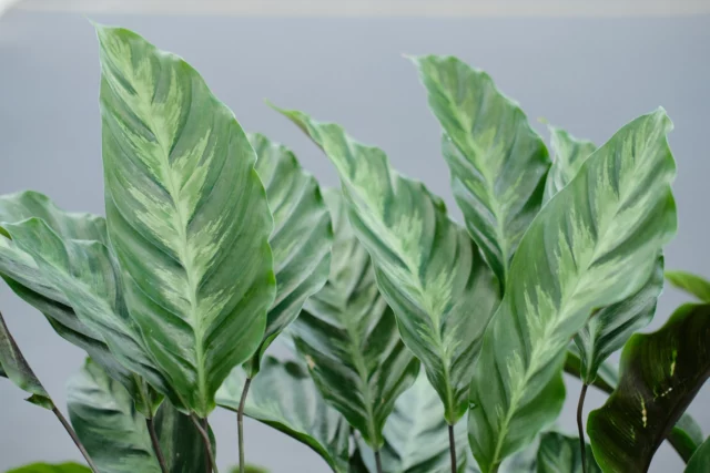 Calathea louisae (ora Goeppertia louisae)