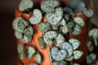 Ceropegia woodii