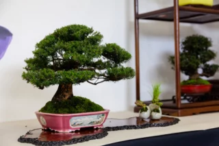 Crespi bonsai