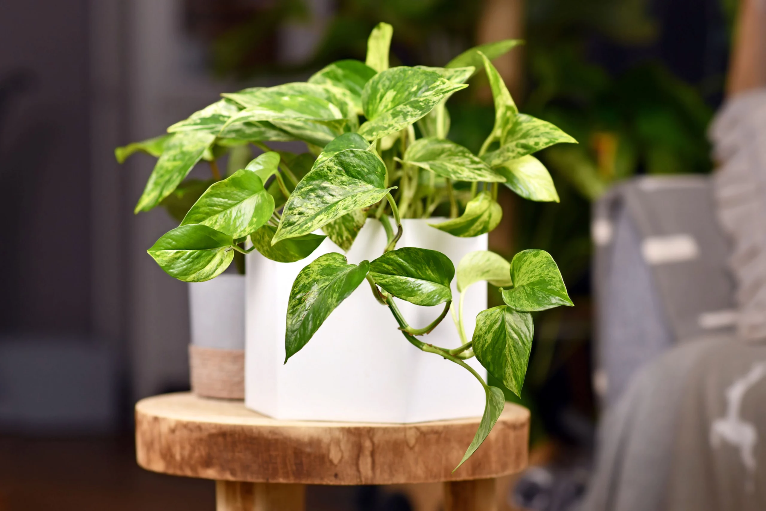 Epipremnum o Pothos 