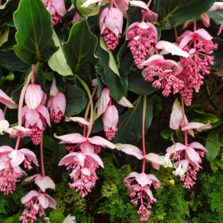 Medinilla magnifica