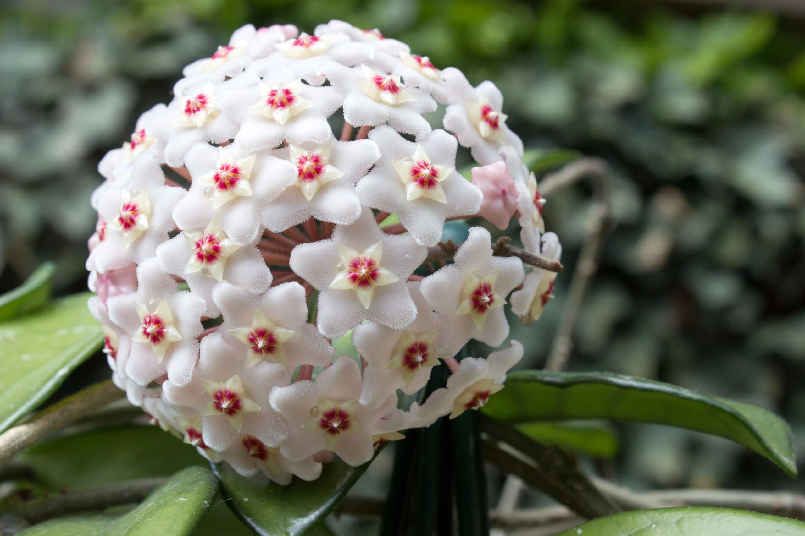 Hoya carnosa