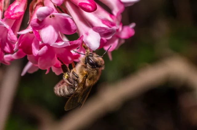 Macro di un ape sui fiori di Viburnum farreri