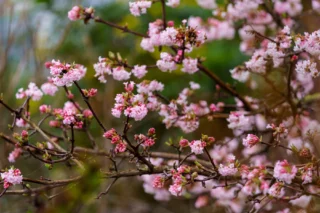 Viburnum Farreri