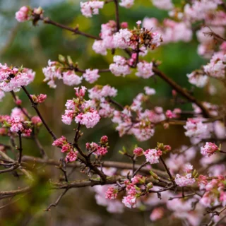 Viburnum Farreri