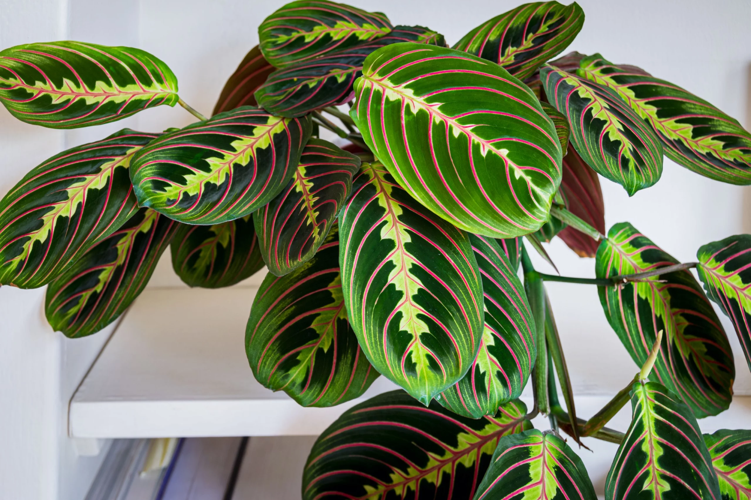 Maranta leuconeura