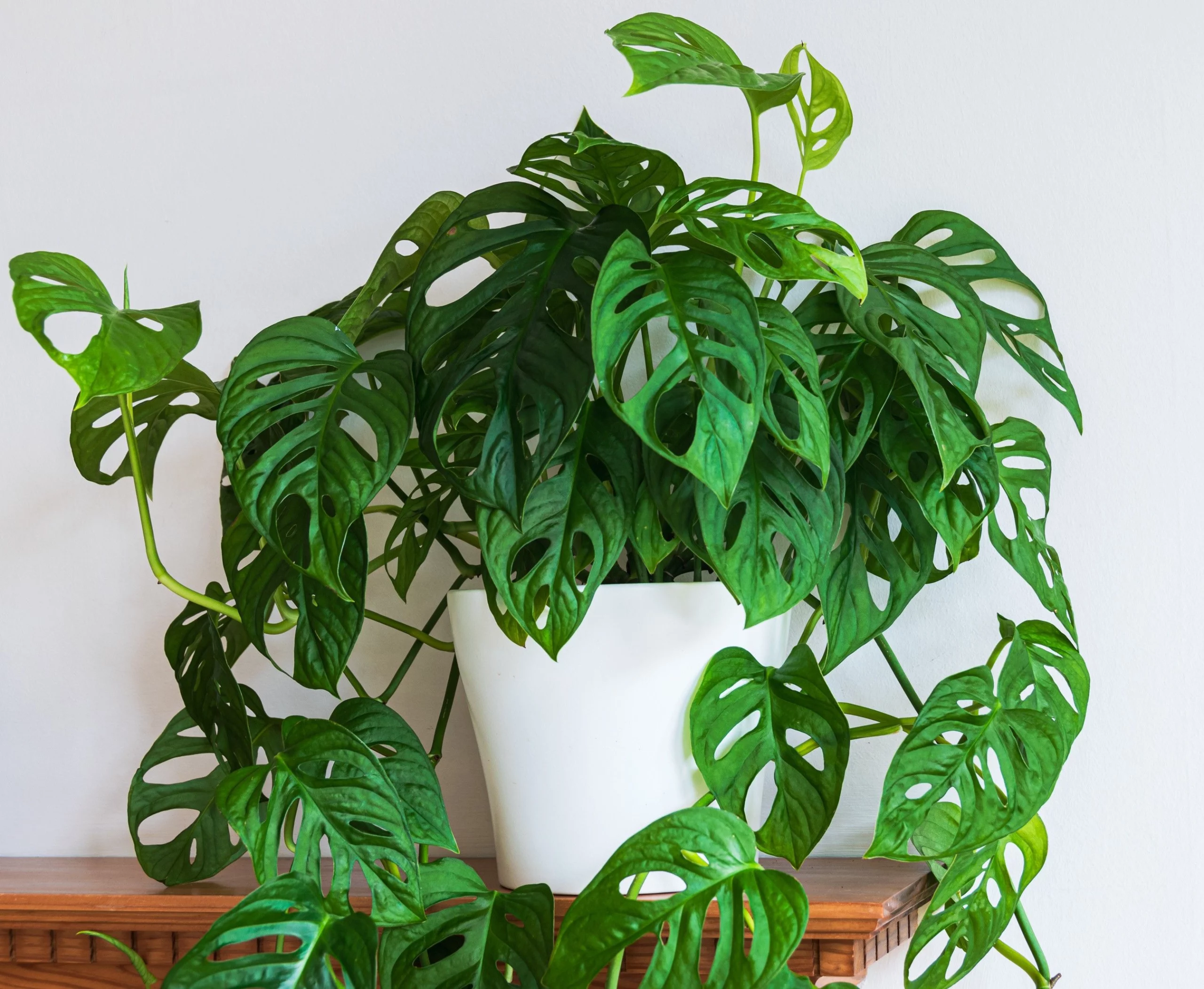 Monstera adansonii