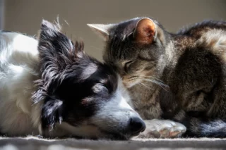 Un rapporto affettuoso tra cane e gatto