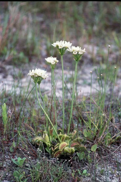 D. muscipula in natura