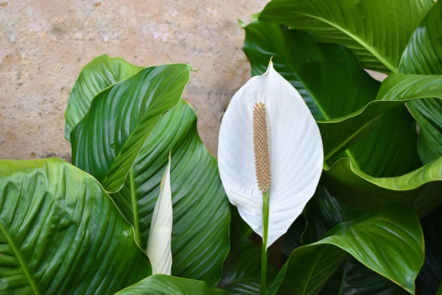 Piante che depurano l'aria: Spathiphyllum