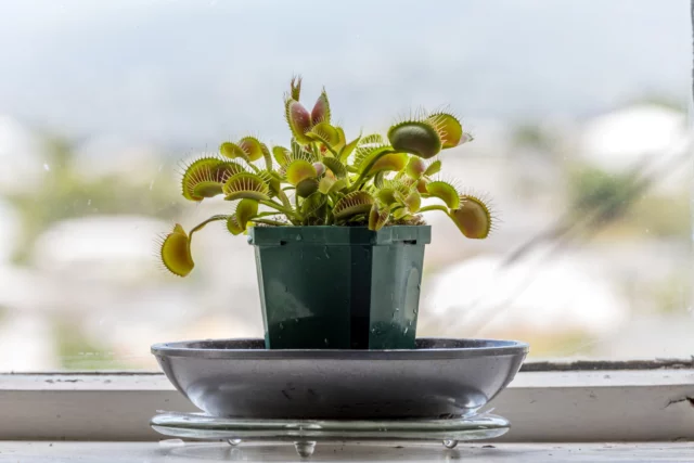 Dionaea muscipola