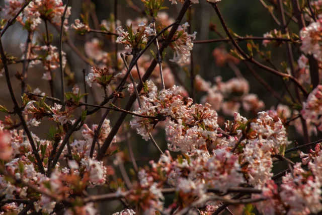 Viburnum farreri