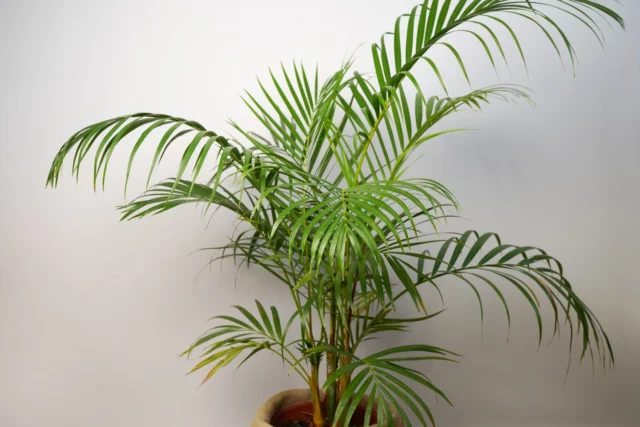 Kentia Howea forsteriana