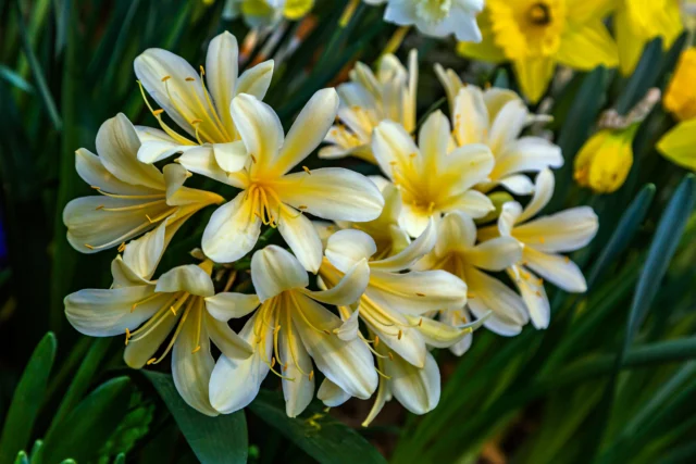 Un'altra cultivar a fiori chiari