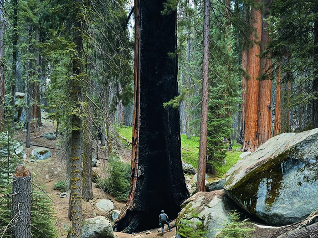 Mitch Epstein American Nature