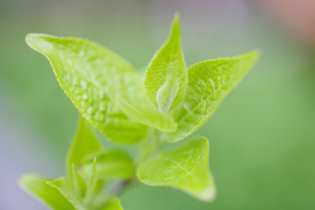 Foglie di Camellia sinensis pianta del tÃ¨