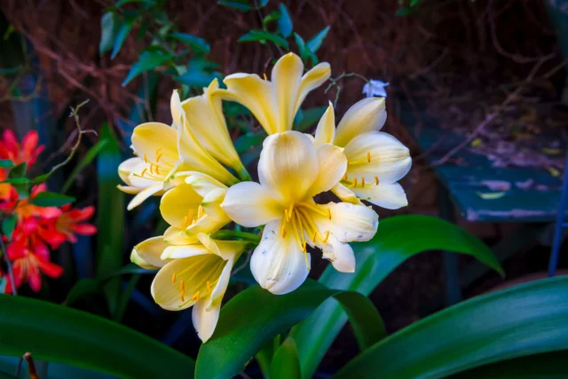 Clivia a fiore giallo