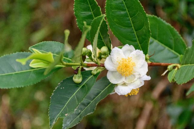 Camellia sinensis pianta del tÃ¨