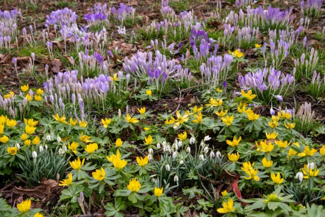 Fiori invernali da esterno