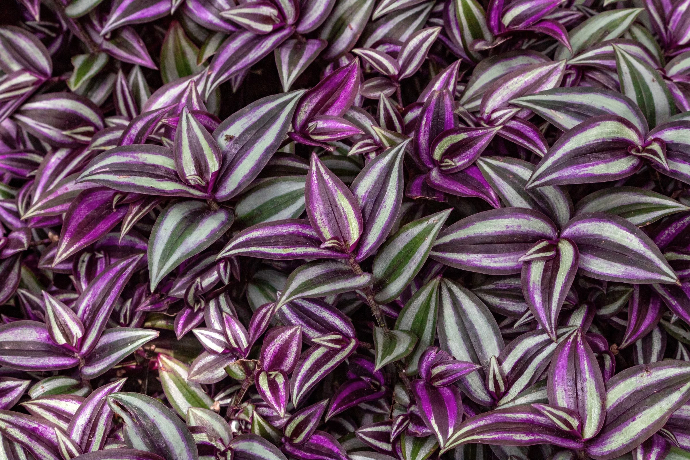 Tradescantia zebrina, piante per il bagno