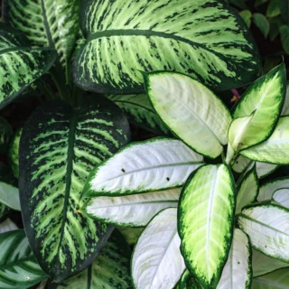 Dieffenbachia