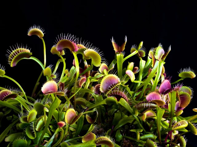 Arte di Dionaea muscipula