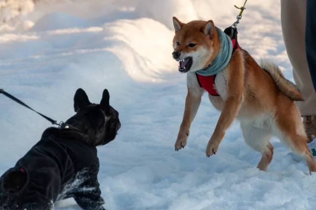 Segnali di gioia e paura del cane: l'importanza di riconoscerli