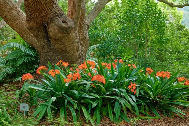 Clivia miniata in piena terra