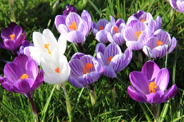 Crocus