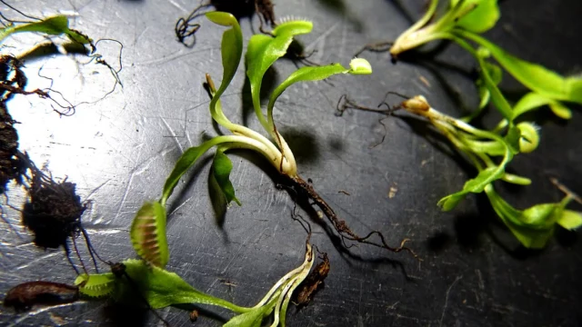 Moltiplicazione di Venus flytrap