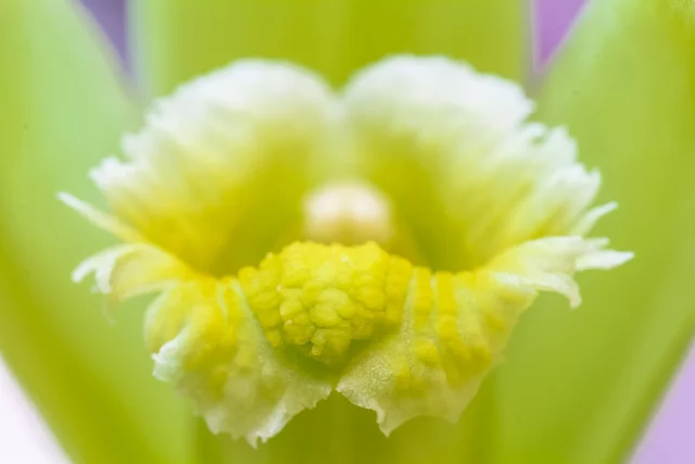 Macro di un fiore di vaniglia