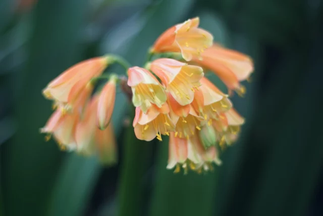 Clivia nobilis