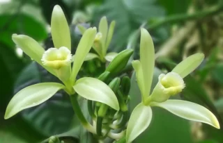 Vanilla planifolia pianta della vaniglia orchidea della vaniglia