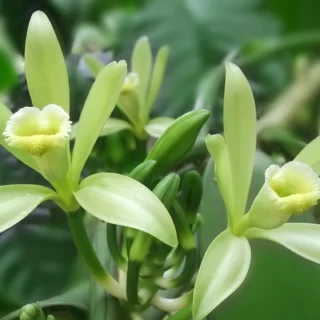 Vanilla planifolia pianta della vaniglia orchidea della vaniglia